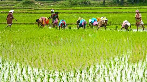 Nutrients that protect crops and soil