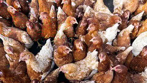 Tearful story of farm animals