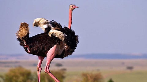 secret of the ostrich's super power