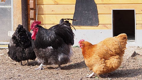 Surprising facts about chickens