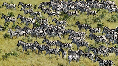 Do you know why wildlife migrates?
