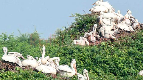 Bird Sanctuary Andhra pradesh