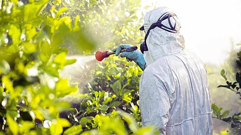 Natural pesticide preparation