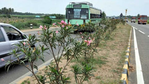 சாலையின் நடுவில் உள்ள அரளி செடிகளின் ரகசியம்