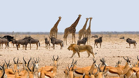 The need to maintain animal welfare