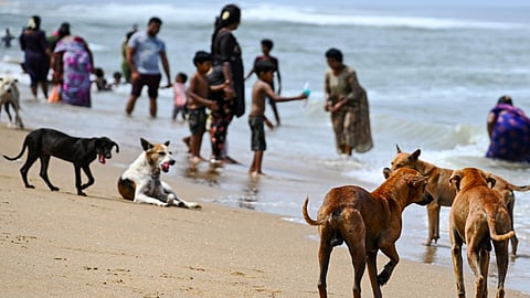 Stray dogs threatening Marina Beach
