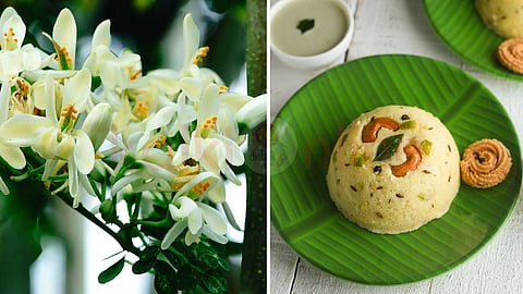 murungai flower