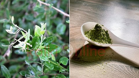 Vizhuthi leaf benefits