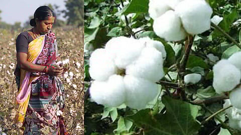 The magic crop that eradicates poverty