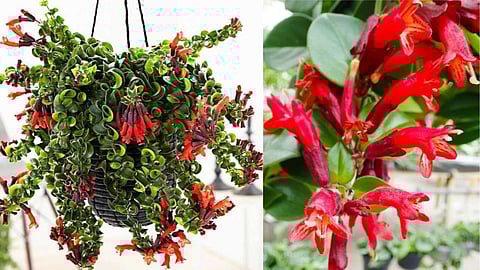 Lipstick plants that protect the environment