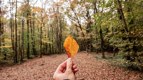 Benefits of dried leaves