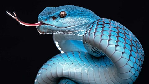 Why are snakes' tongues forked?