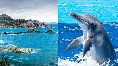Places to see dolphins