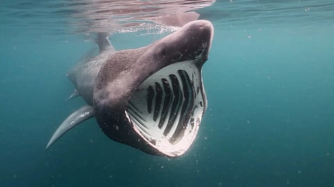 Basking shark