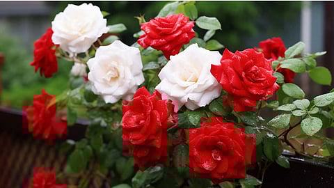 Magic to make a rose plant bloom