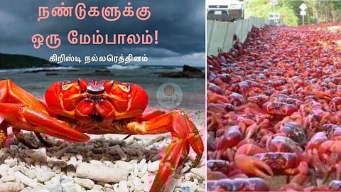 Christmas Island red crabs