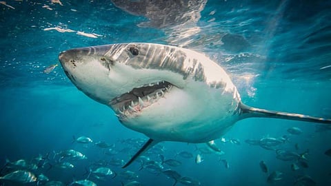 The need to protect sharks