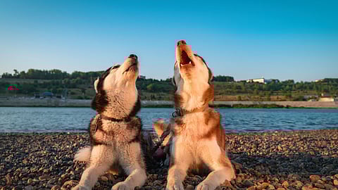 why dogs howl?