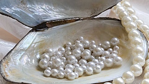 The secret hidden inside the oyster!