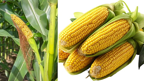 maize corn silk