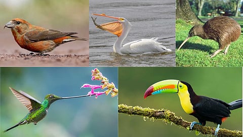 Amazing birds