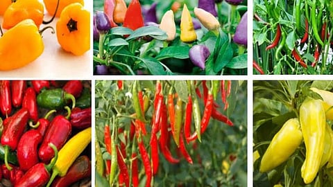 Types of green chilies