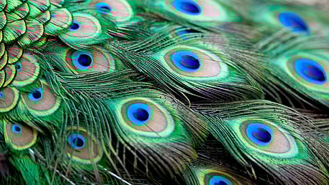 Peacock Feather