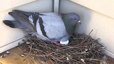 Ways to prevent pigeons from building nests!