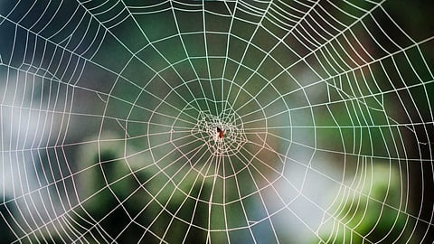 Environmental hero spiders