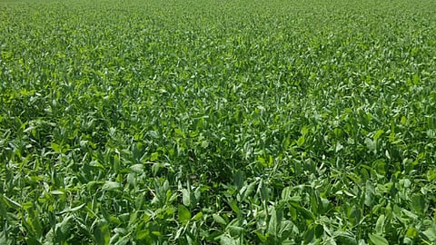 Green manure crop