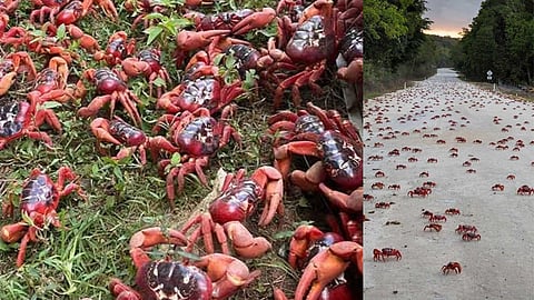 Natural wonder: The journey of red crabs