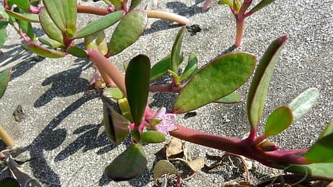 Herb that changes the salinity of the soil