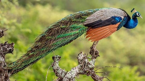 Death of peacocks Amazing news