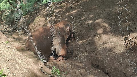 elephant dies in electric fence