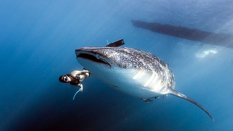 Animal that gives maximum milk