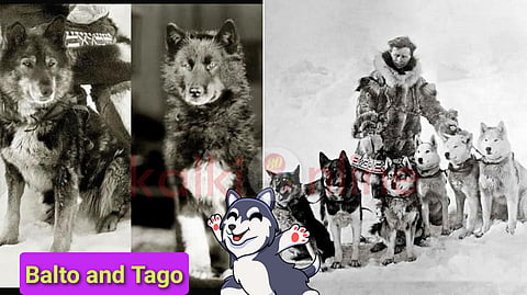 Balto and togo husky dogs