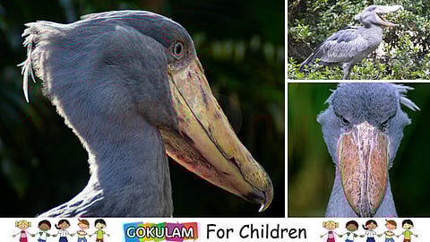 The Giant Bird: Shoebill