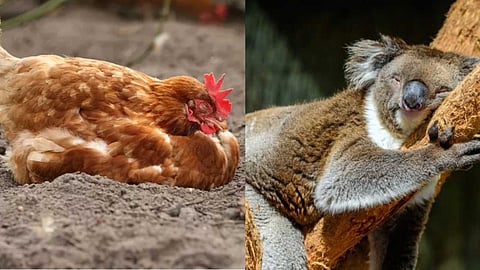 Animals and birds sleep