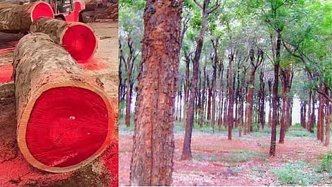 Tree that controls nuclear radiation