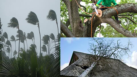 prevent damage caused by trees during storm