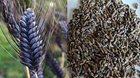 Secrets of black wheat cultivation
