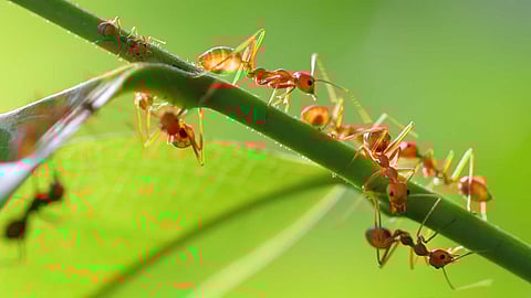 Agricultural pioneer ants