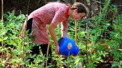 Home garden maintenance