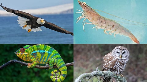 Creatures with amazing eyesight