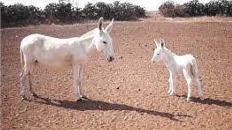 'Halari' milk boosts immunity