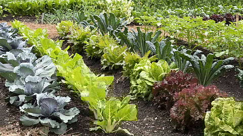 Tips for protecting garden crops