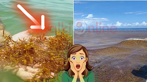 Sargassum