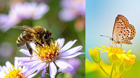 Pollination affecting agriculture