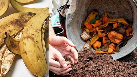 Fruit peels to enrich the rooftop garden