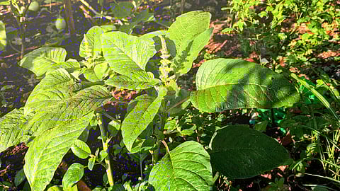 Keerai kuzhambu recipes